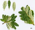 SpeciesSub: var. praemorsa